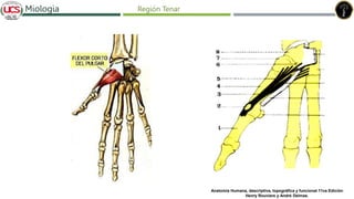 Fracturas de humero distal
Miologia Región Tenar
Anatomía Humana, descriptiva, topográfica y funcional 11va Edición
Henry Rouviere y André Delmas.
 