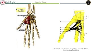 Fracturas de humero distal
Miologia Región Tenar
Anatomía Humana, descriptiva, topográfica y funcional 11va Edición
Henry Rouviere y André Delmas.
 