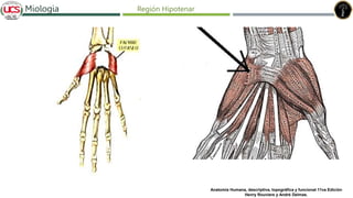 Fracturas de humero distal
Miologia Región Hipotenar
Anatomía Humana, descriptiva, topográfica y funcional 11va Edición
Henry Rouviere y André Delmas.
 