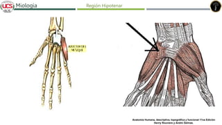 Fracturas de humero distal
Miologia Región Hipotenar
Anatomía Humana, descriptiva, topográfica y funcional 11va Edición
Henry Rouviere y André Delmas.
 