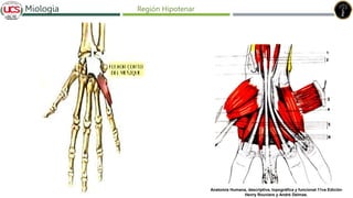 Fracturas de humero distal
Miologia Región Hipotenar
Anatomía Humana, descriptiva, topográfica y funcional 11va Edición
Henry Rouviere y André Delmas.
 