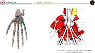 Fracturas de humero distal
Miologia Región Hipotenar
Anatomía Humana, descriptiva, topográfica y funcional 11va Edición
Henry Rouviere y André Delmas.
 