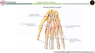 Fracturas de humero distal
Miologia Región Palmar Media
ATLAS DE ANATOMIA HUMANA FRAK NETTER 4ta Edición Miembro superior.
 