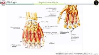 Fracturas de humero distal
Miologia Región Palmar Media
ATLAS DE ANATOMIA HUMANA FRAK NETTER 4ta Edición Miembro superior.
 