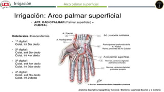 Fracturas de humero distal
Irrigación Arco palmar superficial
Anatomía descriptiva, topográfica y funcional . Miembros superiores Bouchet y J. Cuilleret.
 