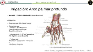 Fracturas de humero distal
Irrigación Arco palmar superficial
Anatomía descriptiva, topográfica y funcional . Miembros superiores Bouchet y J. Cuilleret.
 