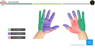 Fracturas de humero distal
Inervación
 