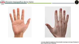 Fracturas de humero distal
División topográfica de la mano
La mano. Aspectos anatómicos I. Generalidades, osteología y artrología. Rodríguez D,
Ruiz C, Nieto M, Leuro S, Gómez M.
 