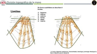 Fracturas de humero distal
División topográfica de la mano
Límites
La mano. Aspectos anatómicos I. Generalidades, osteología y artrología. Rodríguez D,
Ruiz C, Nieto M, Leuro S, Gómez M.
De forma cuadrilátera se describen 4
bordes:
 Superior.
 Inferior.
 externo.
 Arriba.
 abajo.
 interno
 