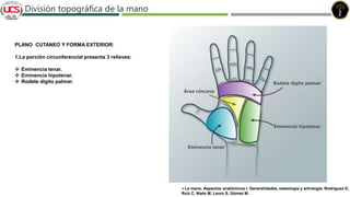 Fracturas de humero distal
División topográfica de la mano
La mano. Aspectos anatómicos I. Generalidades, osteología y artrología. Rodríguez D,
Ruiz C, Nieto M, Leuro S, Gómez M.
PLANO CUTANEO Y FORMA EXTERIOR:
1.La porción circunferencial presenta 3 relieves:
 Eminencia tenar.
 Eminencia hipotenar.
 Rodete digito palmar.
 