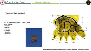 Fracturas de humero distal
Constitución ósea
Trapecio (Os trapezium)
Es un hueso par y posee 6 caras y tiene
forma cubica.
Superior.
Inferior.
Interna.
Externa.
Anterior.
Posterior.
Anatomía descriptiva, topográfica y funcional . Miembros superiores Bouchet y J. Cuilleret.
Huesos del carpo
 