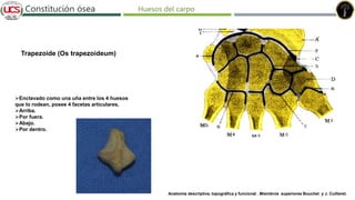 Fracturas de humero distal
Constitución ósea
Trapezoide (Os trapezoideum)
Enclavado como una uña entre los 4 huesos
que lo rodean, posee 4 facetas articulares.
Arriba.
Por fuera.
Abajo.
Por dentro.
Anatomía descriptiva, topográfica y funcional . Miembros superiores Bouchet y J. Cuilleret.
Huesos del carpo
 