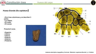 Fracturas de humero distal
Constitución ósea
Hueso Grande (Os capitatum)
Es el mas voluminoso y se describen 3
partes.
La cabeza.
El cuello.
El cuerpo.
Presenta 6 caras.
Superior.
Inferior.
Interna.
Externa.
Anterior.
Posterior.
Anatomía descriptiva, topográfica y funcional . Miembros superiores Bouchet y J. Cuilleret.
Huesos del carpo
 