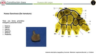 Fracturas de humero distal
Constitución ósea
Tiene una forma prismática
triangular y presenta 6 caras:
 Externa
 Inferior.
 Interna.
 Superior.
 Anterior.
 Posterior.
Hueso Ganchoso (Os hamatum):
Anatomía descriptiva, topográfica y funcional . Miembros superiores Bouchet y J. Cuilleret.
Huesos del carpo
 