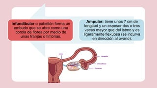 anatomia y embriologia del aparato de la mujer | PPTX