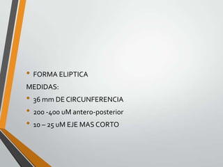 • FORMA ELIPTICA
MEDIDAS:
• 36 mm DE CIRCUNFERENCIA
• 200 -400 uM antero-posterior
• 10 – 25 uM EJE MAS CORTO
 