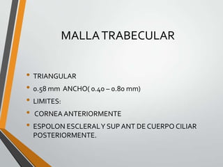 MALLATRABECULAR
• TRIANGULAR
• 0.58 mm ANCHO( 0.40 – 0.80 mm)
• LIMITES:
• CORNEA ANTERIORMENTE
• ESPOLON ESCLERALY SUP ANT DE CUERPO CILIAR
POSTERIORMENTE.
 