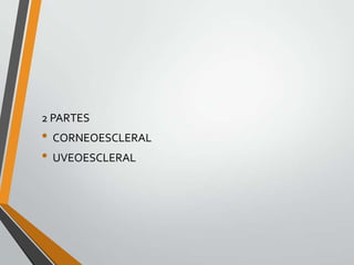 2 PARTES
• CORNEOESCLERAL
• UVEOESCLERAL
 