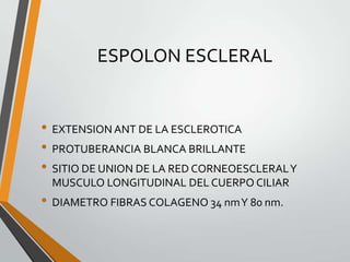ESPOLON ESCLERAL
• EXTENSION ANT DE LA ESCLEROTICA
• PROTUBERANCIA BLANCA BRILLANTE
• SITIO DE UNION DE LA RED CORNEOESCLERALY
MUSCULO LONGITUDINAL DEL CUERPO CILIAR
• DIAMETRO FIBRAS COLAGENO 34 nmY 80 nm.
 