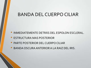 BANDA DEL CUERPO CILIAR
• INMEDIATEMENTE DETRÁS DEL ESPOLON ESCLERAL.
• ESTRUCTURA MAS POSTERIOR
• PARTE POSTERIOR DEL CUERPO CILIAR
• BANDA OSCURA ANTERIOR A LA RAIZ DEL IRIS.
 
