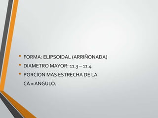 • FORMA: ELIPSOIDAL (ARRIÑONADA)
• DIAMETRO MAYOR: 11.3 – 11.4
• PORCION MAS ESTRECHA DE LA
CA = ANGULO.
 