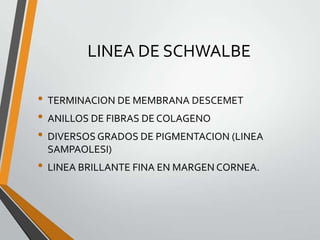 LINEA DE SCHWALBE
• TERMINACION DE MEMBRANA DESCEMET
• ANILLOS DE FIBRAS DE COLAGENO
• DIVERSOS GRADOS DE PIGMENTACION (LINEA
SAMPAOLESI)
• LINEA BRILLANTE FINA EN MARGEN CORNEA.
 