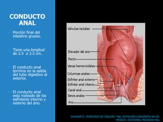CONDUCTO
ANAL
 Porción final del
intestino grueso.
 Tiene una longitud
de 2.5 a 3.5 cm.
 El conducto anal
termina en la salida
del tubo digestivo al
exterior.
 El conducto anal
esta rodeado de los
esfínteres interno y
externo del ano.
SCHWARTZ. PRINCIPIO DE CIRUGÍA. MAL ROTACIÓN CONGÉNITA.9A ED.
MÉXICO: EDITORIAL MCGRAW-HILL
 