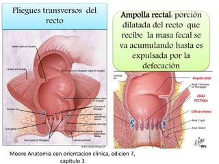 Pliegues transversos del
recto
Ampolla rectal: porción
dilatada del recto que
recibe la masa fecal se
va acumulando hasta es
expulsada por la
defecación
Moore Anatomia con orientacion clinica, edicion 7,
capitulo 3
 