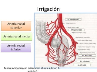 Irrigación
Arteria rectal
superior
Arteria rectal media
Arteria rectal
inferior
Moore Anatomia con orientacion clinica, edicion 7,
 