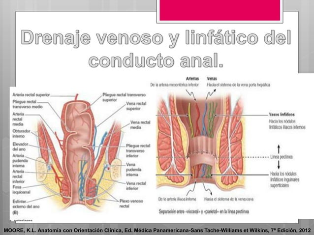 Anatomia del ano