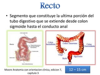 Que Significa Recto Anatomia Del Recto