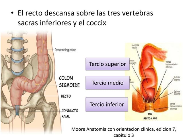 Anatomia del ano