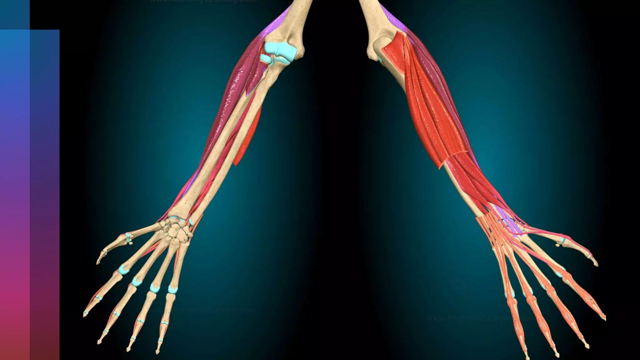Anatomía del antebrazo, muñeca y mano.pptx