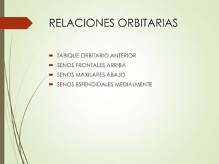 RELACIONES ORBITARIAS
 TABIQUE ORBITARIO ANTERIOR
 SENOS FRONTALES ARRIBA
 SENOS MAXILARES ABAJO
 SENOS ESFENOIDALES MEDIALMENTE
 