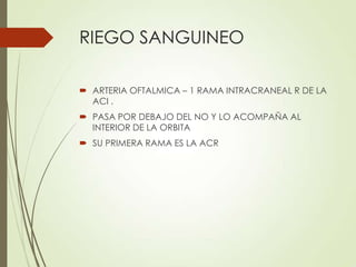RIEGO SANGUINEO
 ARTERIA OFTALMICA – 1 RAMA INTRACRANEAL R DE LA
ACI .
 PASA POR DEBAJO DEL NO Y LO ACOMPAÑA AL
INTERIOR DE LA ORBITA
 SU PRIMERA RAMA ES LA ACR
 