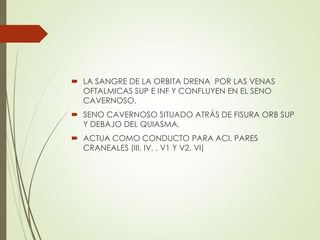  LA SANGRE DE LA ORBITA DRENA POR LAS VENAS
OFTALMICAS SUP E INF Y CONFLUYEN EN EL SENO
CAVERNOSO.
 SENO CAVERNOSO SITUADO ATRÁS DE FISURA ORB SUP
Y DEBAJO DEL QUIASMA.
 ACTUA COMO CONDUCTO PARA ACI, PARES
CRANEALES (III, IV, , V1 Y V2, VI)
 