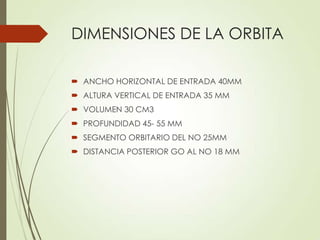 DIMENSIONES DE LA ORBITA
 ANCHO HORIZONTAL DE ENTRADA 40MM
 ALTURA VERTICAL DE ENTRADA 35 MM
 VOLUMEN 30 CM3
 PROFUNDIDAD 45- 55 MM
 SEGMENTO ORBITARIO DEL NO 25MM
 DISTANCIA POSTERIOR GO AL NO 18 MM
 