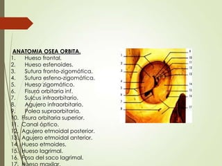 Anatomia de la orbita | PPTX