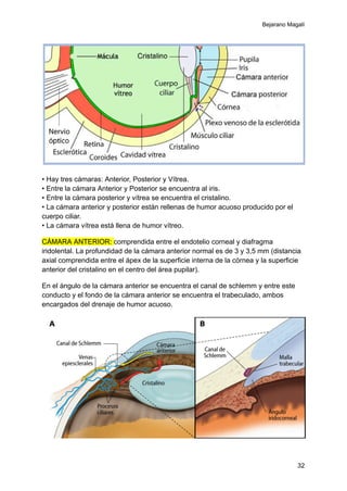 Area Rellena Anatomía detallada de la órbita ocular y estructuras asociadas | PDF