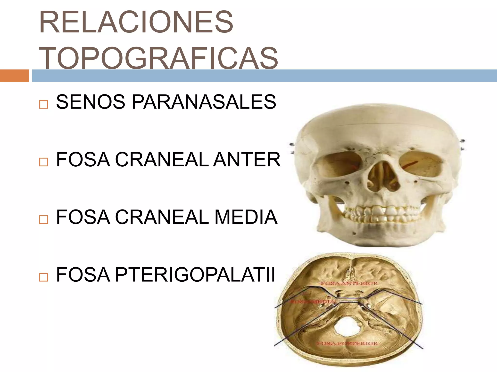 Anatomia de la orbita ocp | PPTX