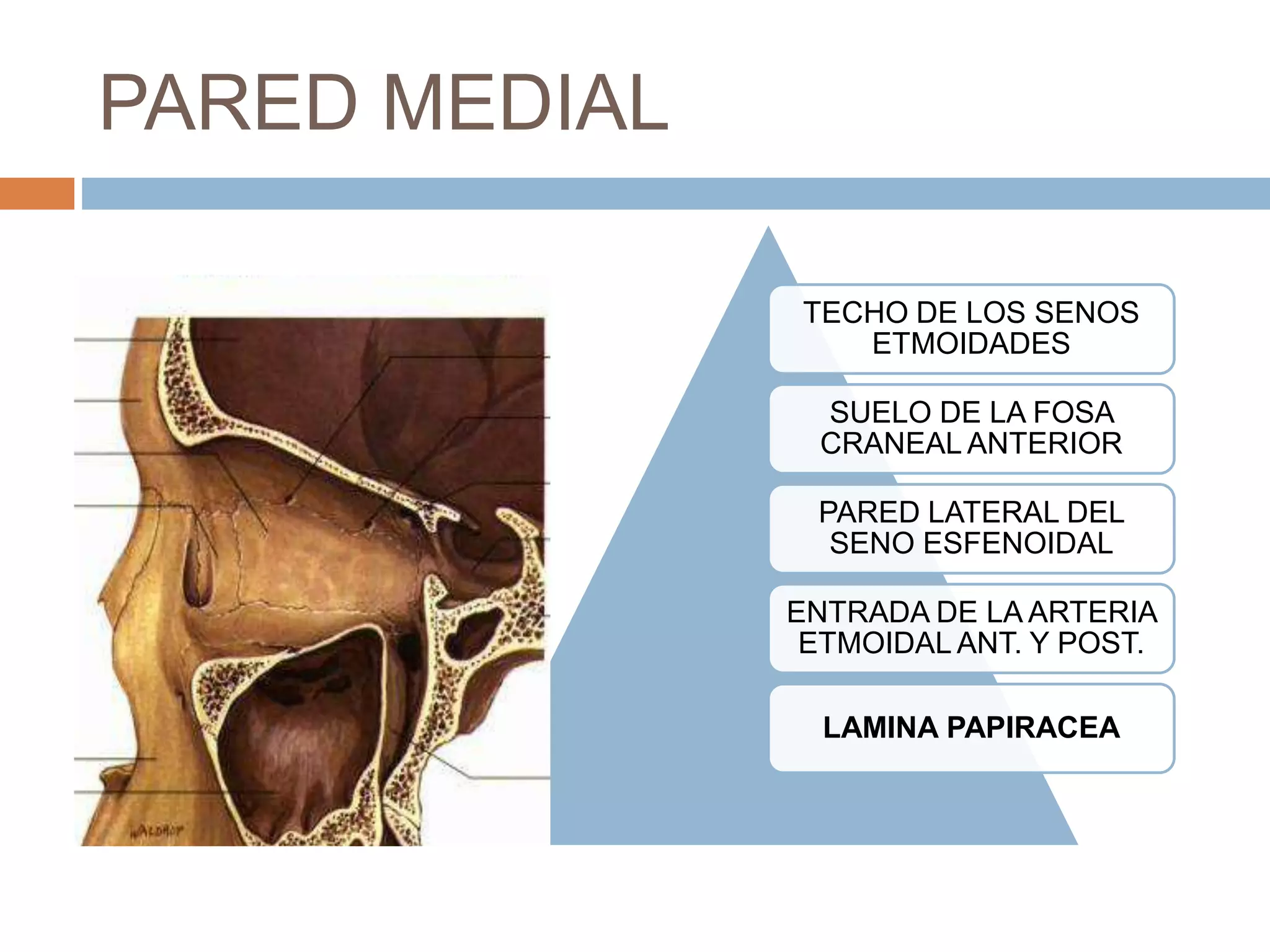Anatomia de la orbita ocp | PPTX