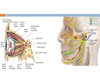 Anatomia de la orbita ocp | PPTX