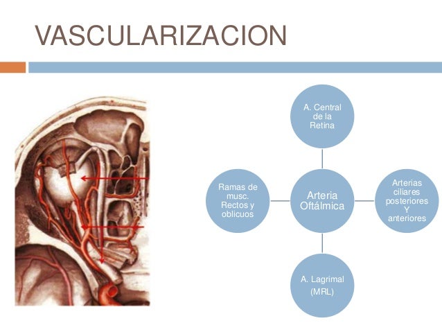 Anatomia de la orbita ocp
