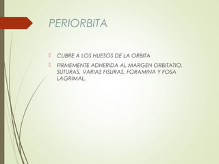 Anatomia de la orbita para residentes parte 2 | PPT