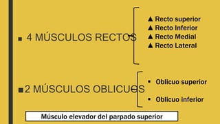 ■ 4 MÚSCULOS RECTOS
■2 MÚSCULOS OBLICUOS
▲Recto superior
▲Recto Inferior
▲Recto Medial
▲Recto Lateral
 Oblicuo superior
 Oblicuo inferior
Músculo elevador del parpado superior
 