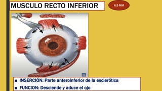 MUSCULO RECTO INFERIOR
■ INSERCIÓN: Parte anteroinferior de la esclerótica
■ FUNCION: Desciende y aduce el ojo
6.5 MM
 