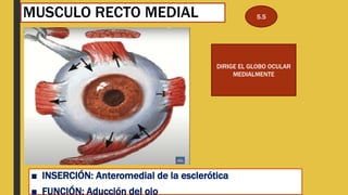 MUSCULO RECTO MEDIAL
■ INSERCIÓN: Anteromedial de la esclerótica
■ FUNCIÓN: Aducción del ojo
DIRIGE EL GLOBO OCULAR
MEDIALMENTE
5.5
 