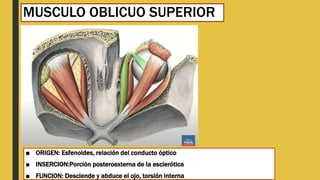 MUSCULO OBLICUO SUPERIOR
■ ORIGEN: Esfenoides, relación del conducto óptico
■ INSERCION:Porción posteroexterna de la esclerótica
■ FUNCION: Desciende y abduce el ojo, torsión interna
 