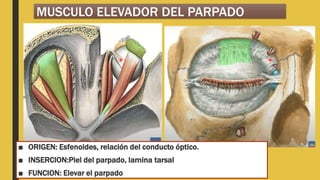 MUSCULO ELEVADOR DEL PARPADO
■ ORIGEN: Esfenoides, relación del conducto óptico.
■ INSERCION:Piel del parpado, lamina tarsal
■ FUNCION: Elevar el parpado
 