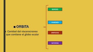 ■ Cavidad del viscerocraneo
que contiene el globo ocular
PAREDES
BORDES
ORIFICIOS
SUTURAS
 